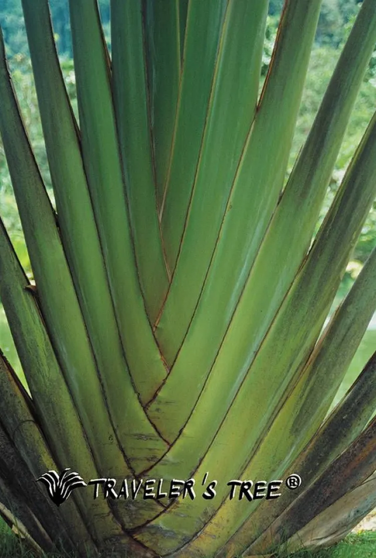 Freizeit- & Reisekleidung|Seiden Basics^Traveleru00b4s Tree Damen REISE SCHLAFANZUG lang Seide-Baumwolle Traveler´s Tree® 1001 blau