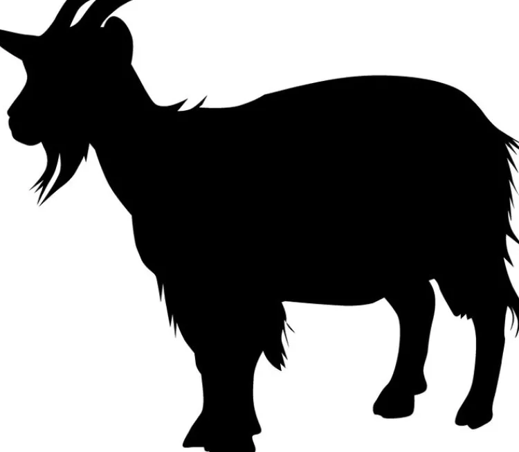 Naturhaarkissen^f.a.n. Frankenstolz Frankenstolz Natur Kopfkissen waschbar mit Kaschmir creme / natur