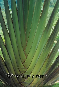 Seidenschlafanzüge^Traveleru00b4s Tree Herren REISE-SCHLAFANZUG lang Seide-Baumwolle Traveler´s Tree® pirate black (schwarz)