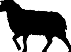 Naturhaardecken^f.a.n. Frankenstolz LAST SIZE f.a.n. Schafwolle Vierjahreszeitendecke DERBY 40° waschbar 135x200 cm creme-weiß (natur)