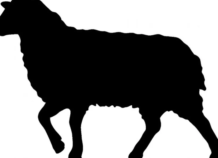 Naturhaardecken^Sannwell Vierjahreszeiten-Bettdecke mit Schafwolle von beige